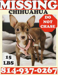 Lost Female Dog last seen Lesesne St & Black Powder Ln, Charleston, SC 29492