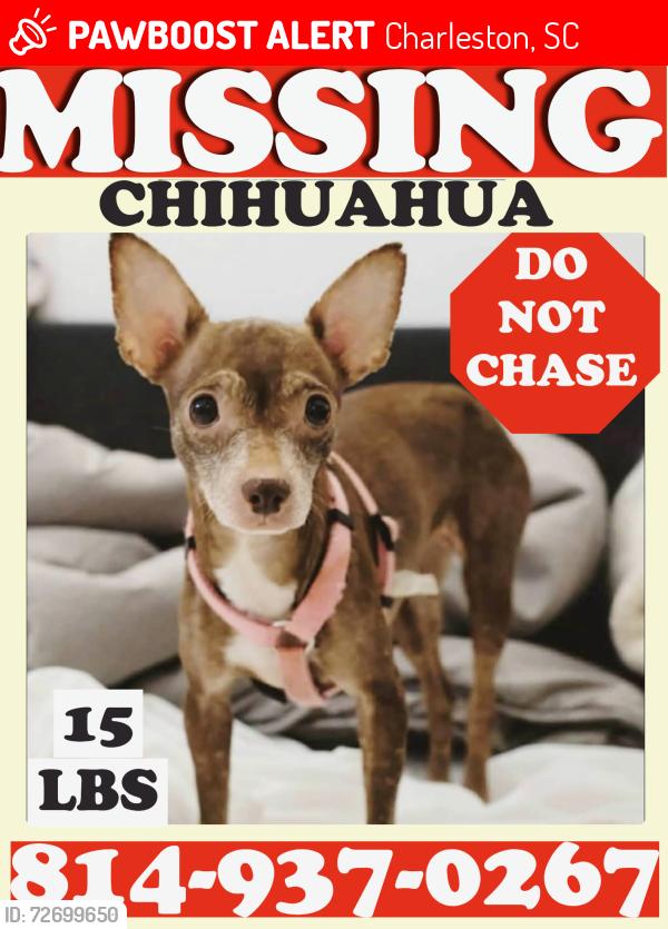 Lost Female Dog last seen Lesesne St & Black Powder Ln, Charleston, SC 29492