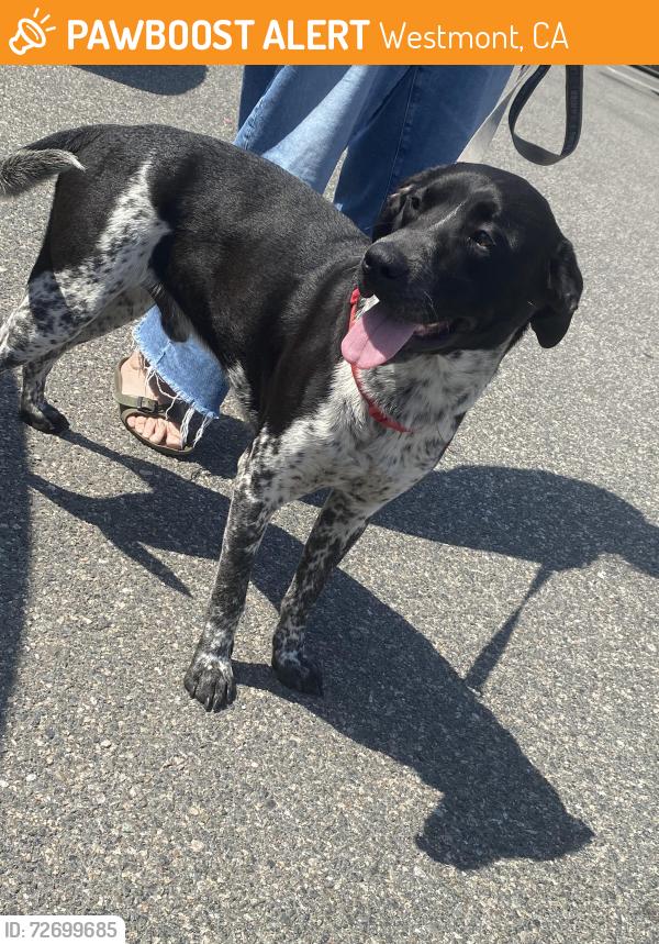 Found/Stray Male Dog last seen 102nd and senker, Westmont, CA 90047