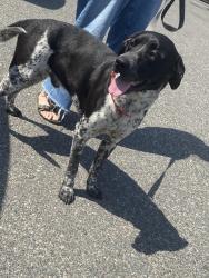 Found/Stray Male Dog last seen 102nd and senker, Westmont, CA 90047