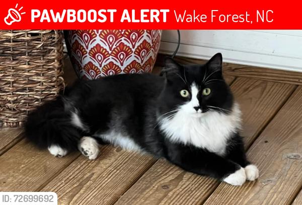 Lost Male Cat last seen Ligon Mill and Steeple Run, Wake Forest, NC 27587