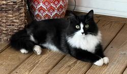 Lost Male Cat last seen Ligon Mill and Steeple Run, Wake Forest, NC 27587