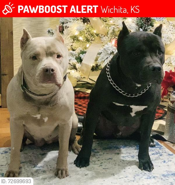 Lost Female Dog last seen West 119th and central , Wichita, KS 67235