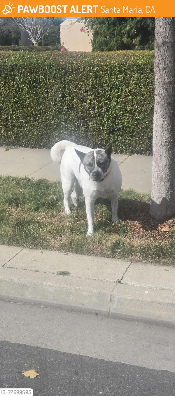 Found/Stray Male Dog last seen Speed St & Palm Court, Santa Maria, CA 93454