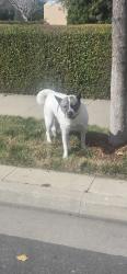 Found/Stray Male Dog last seen Speed St & Palm Court, Santa Maria, CA 93454