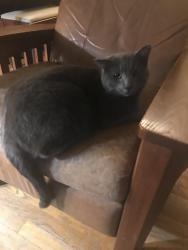 Lost Female Cat last seen Capital Dr, Hope, Friebrantz, Milwaukee, WI 53222