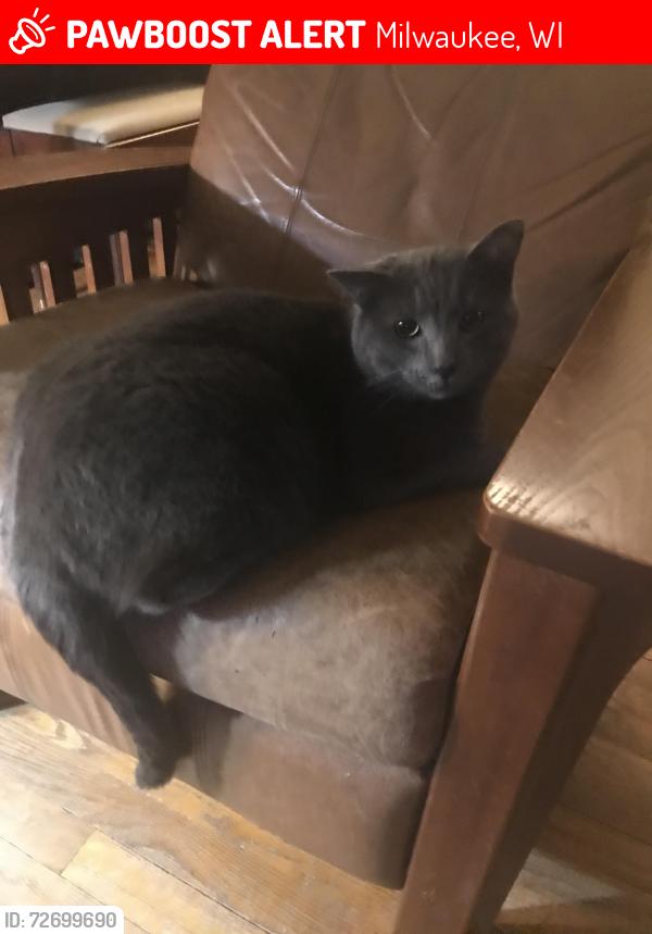 Lost Female Cat last seen Capital Dr, Hope, Friebrantz, Milwaukee, WI 53222