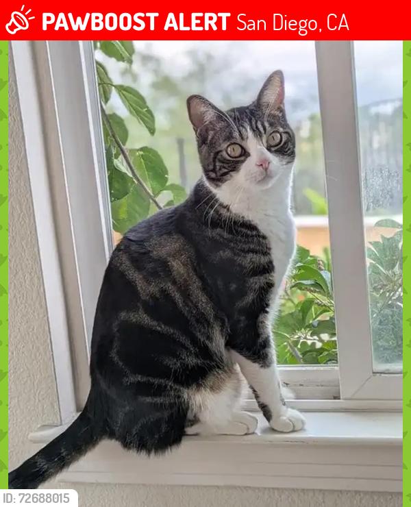 Lost Male Cat last seen Torrey Highland East, San Diego, CA 92129