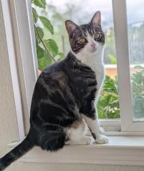 Lost Male Cat last seen Torrey Highland East, San Diego, CA 92129