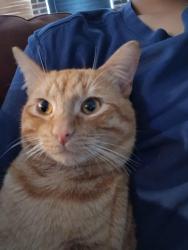 Lost Male Cat last seen Tiburon st , Fort Worth, TX 76106