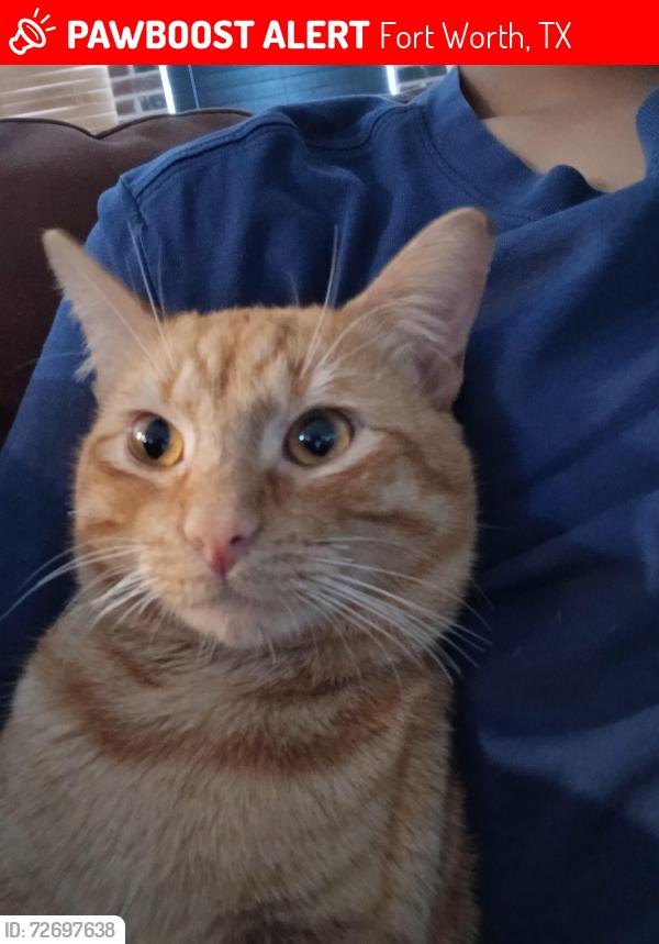 Lost Male Cat last seen Tiburon st , Fort Worth, TX 76106