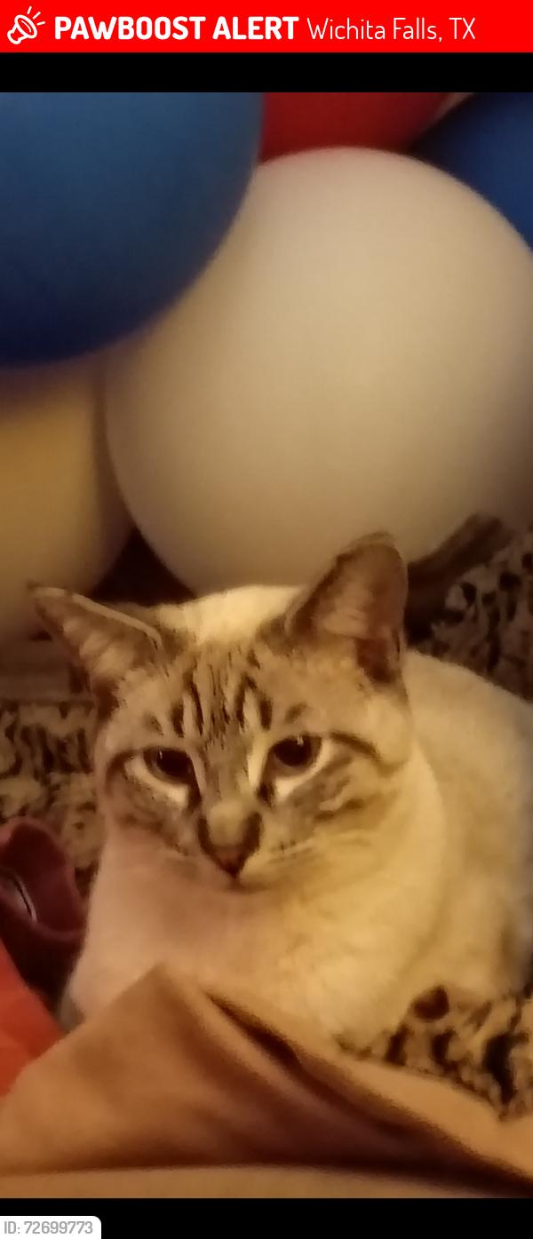 Lost Male Cat last seen North first and North brook, Wichita Falls, TX 76306