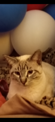 Lost Male Cat last seen North first and North brook, Wichita Falls, TX 76306
