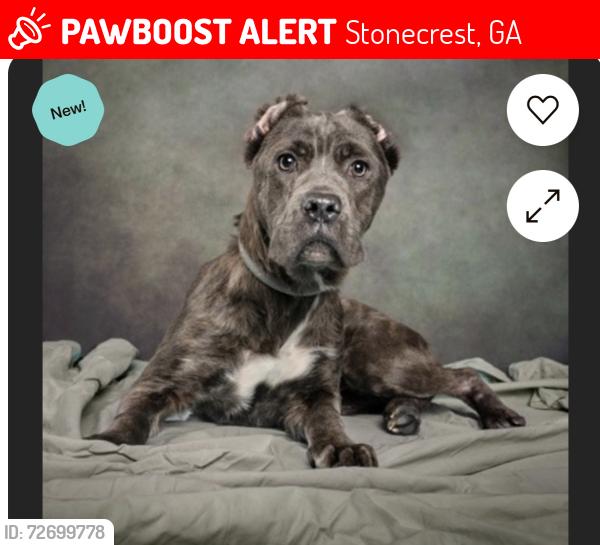 Lost Female Dog last seen By vybz lounge ‘ Stonecrest mall , Stonecrest, GA 30038