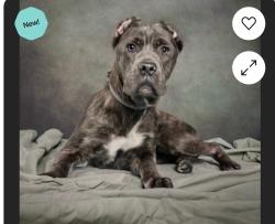 Lost Female Dog last seen By vybz lounge ‘ Stonecrest mall , Stonecrest, GA 30038