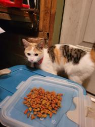 Found/Stray Female Cat last seen Rhemish Drive, Fayetteville, NC 28304