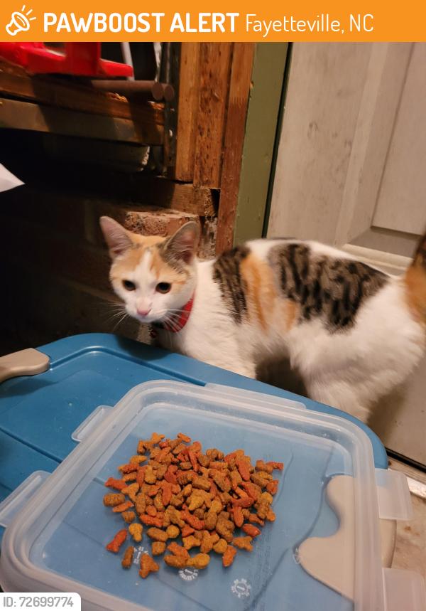 Found/Stray Female Cat last seen Rhemish Drive, Fayetteville, NC 28304