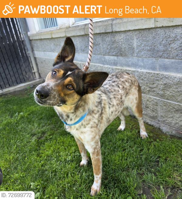 Found/Stray Male Dog last seen Near W Arbor St, Long Beach, CA 90805, Long Beach, CA 90805