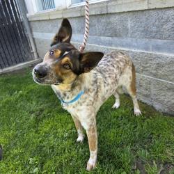 Found/Stray Male Dog last seen Near W Arbor St, Long Beach, CA 90805, Long Beach, CA 90805
