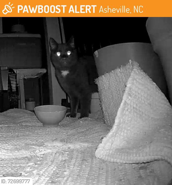 Found/Stray Unknown Cat last seen Sweeten Creek and Mills Gap, Asheville, NC 28803