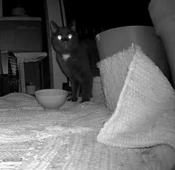 Found/Stray Unknown Cat last seen Sweeten Creek and Mills Gap, Asheville, NC 28803