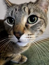 Lost Male Cat last seen Holdridge Terrace/Frontage Rd, Wayzata, MN 55391