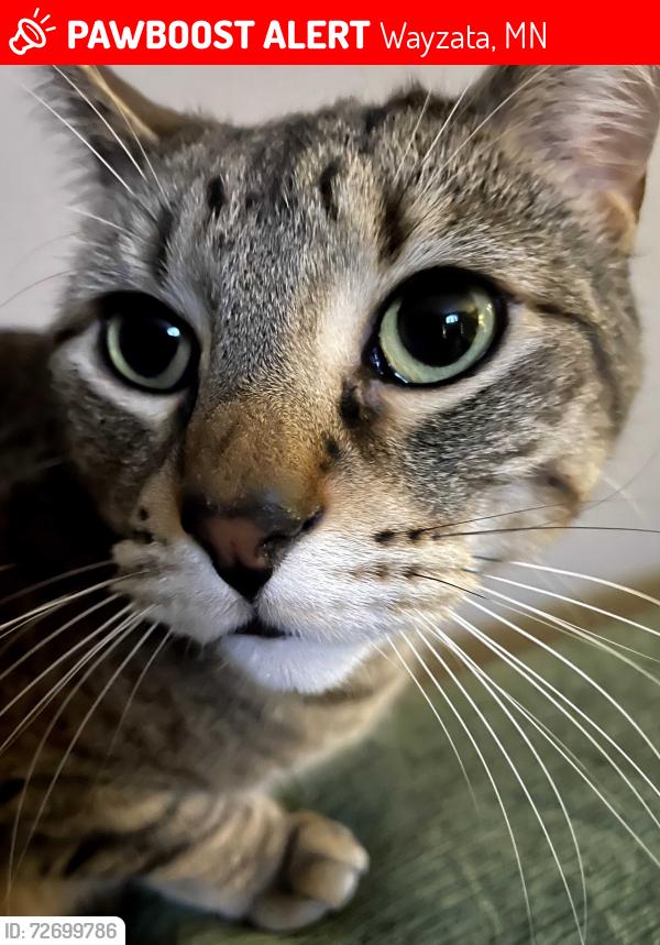 Lost Male Cat last seen Holdridge Terrace/Frontage Rd, Wayzata, MN 55391