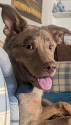 Lost Male Dog last seen Sheridan and easton, Tulsa, OK 74115