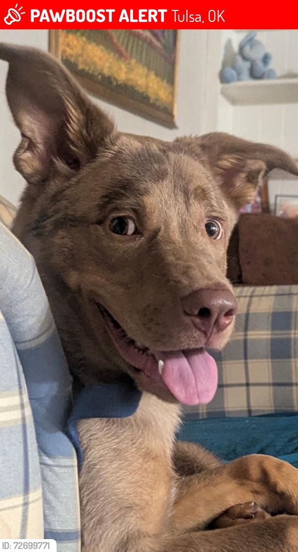 Lost Male Dog last seen Sheridan and easton, Tulsa, OK 74115