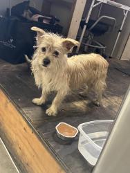 Found/Stray Male Dog last seen Near n waterman ave. San Bernardino CA 92410, San Bernardino, CA 92410