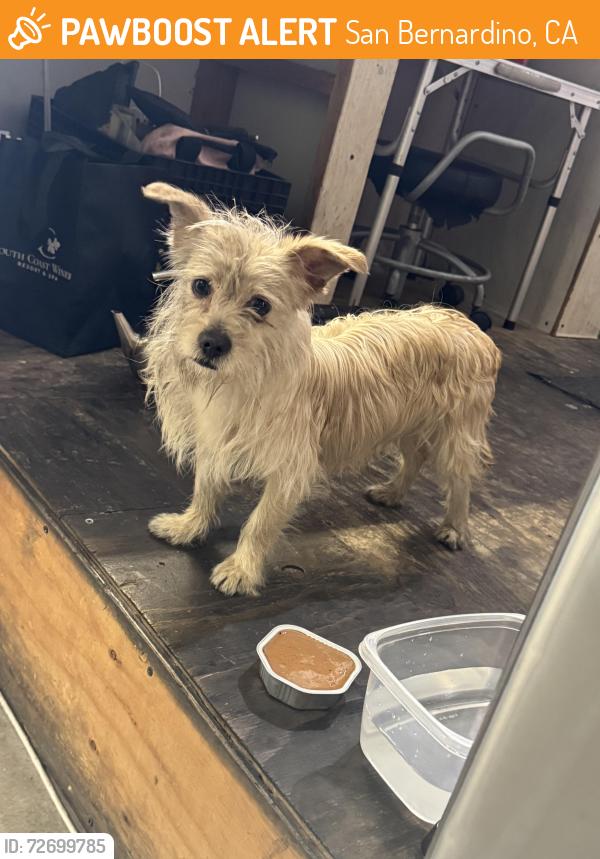 Found/Stray Male Dog last seen Near n waterman ave. San Bernardino CA 92410, San Bernardino, CA 92410
