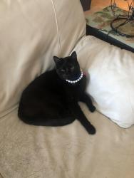 Lost Female Cat last seen Juno Isles, FL, North Palm Beach, FL 33408