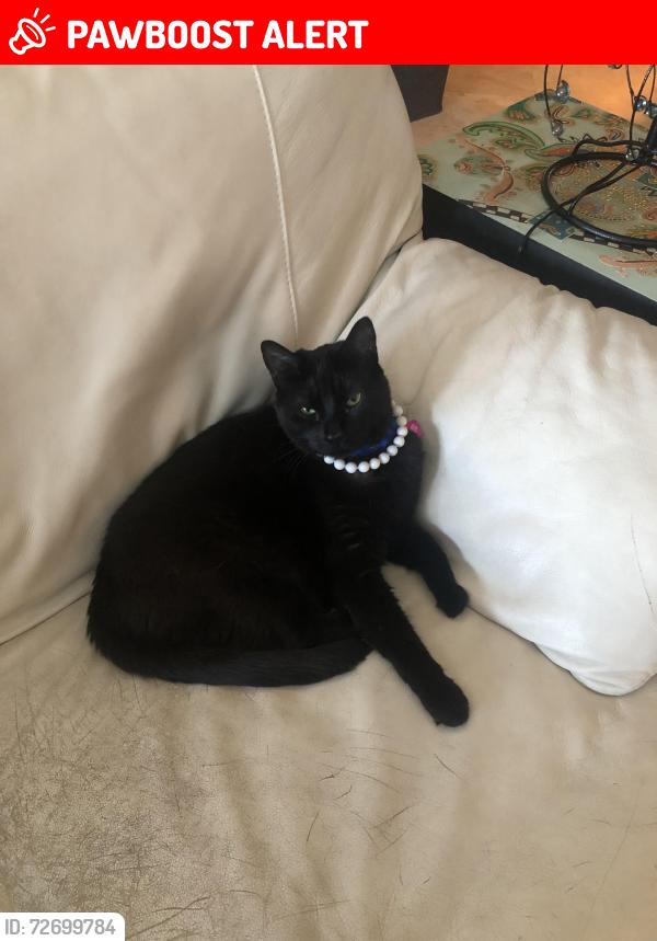 Lost Female Cat last seen Juno Isles, FL, North Palm Beach, FL 33408