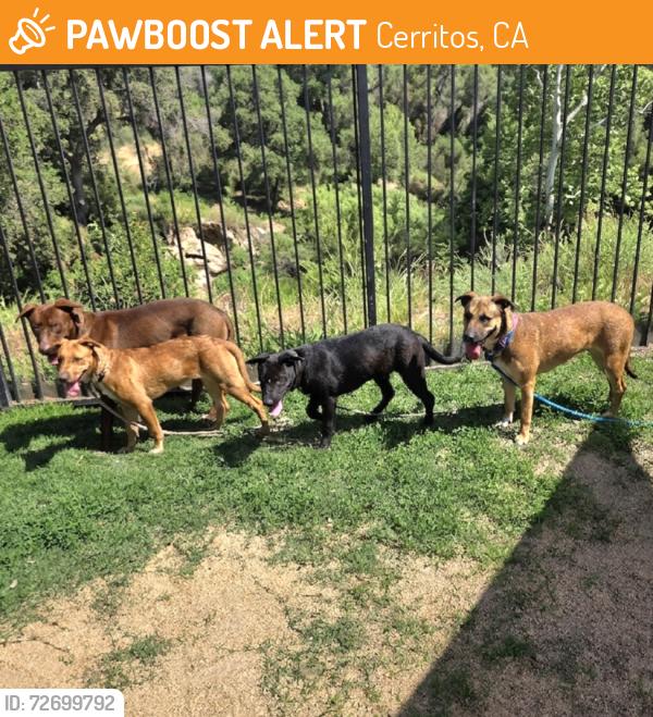 Found/Stray Male Dog last seen Near Bingham St, Cerritos, CA 90703, Cerritos, CA 90703
