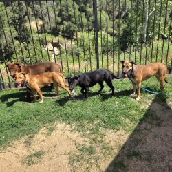 Found/Stray Male Dog last seen Near Bingham St, Cerritos, CA 90703, Cerritos, CA 90703