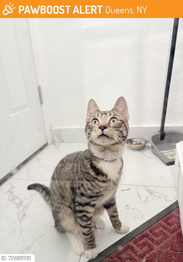 Found/Stray Male Cat last seen 80th st and Jamaica Ave, Queens, NY 11421
