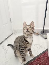 Found/Stray Male Cat last seen 80th st and Jamaica Ave, Queens, NY 11421