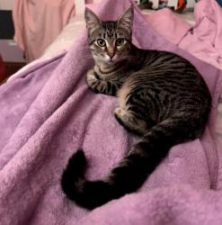 Lost Female Cat last seen 20th street, Richmond ca , Richmond, CA 94801