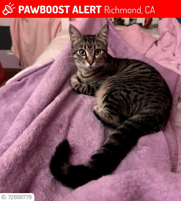 Lost Female Cat last seen 20th street, Richmond ca , Richmond, CA 94801