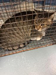 Found/Stray Unknown Cat last seen Brandy Lane Court/ Lawson Rd, London, ON N6G