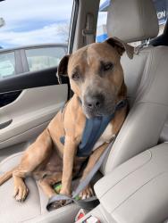 Found/Stray Male Dog last seen On the freeway by the post Malone canes, Dallas, TX 75220