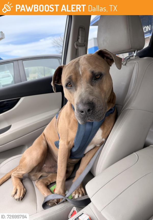 Found/Stray Male Dog last seen On the freeway by the post Malone canes, Dallas, TX 75220
