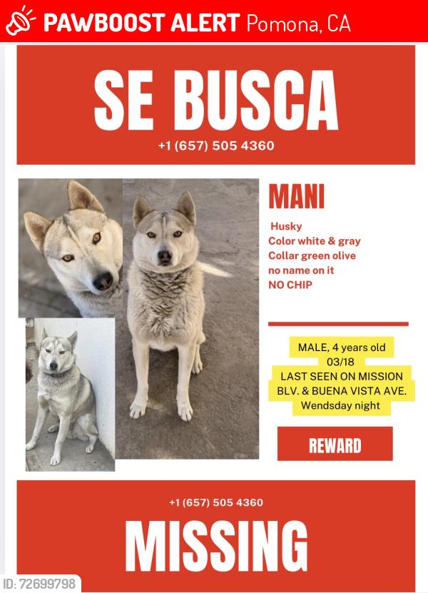 Lost Male Dog last seen Buena vista av. and mission blvd, Pomona, CA 91766