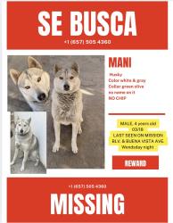 Lost Male Dog last seen Buena vista av. and mission blvd, Pomona, CA 91766