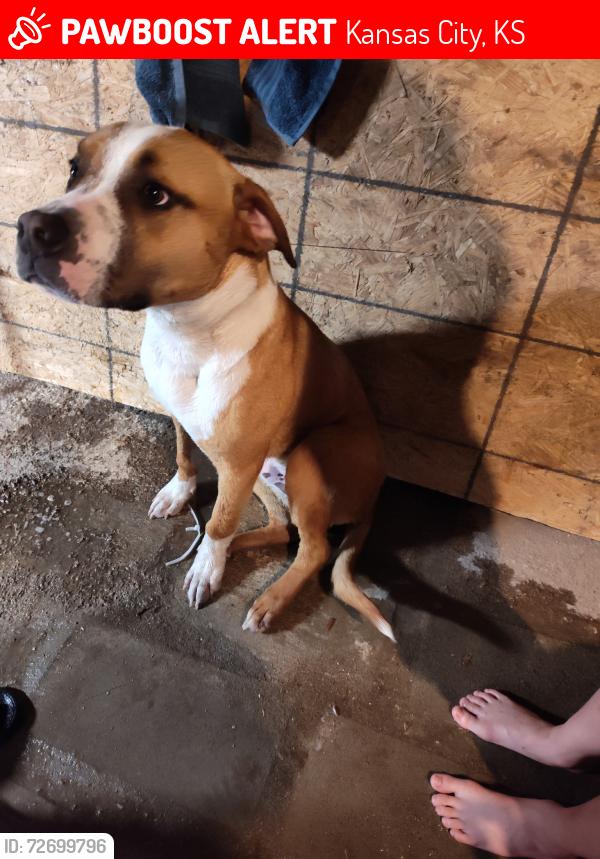Lost Male Dog last seen 7th street, 10th street, Kansas City, KS 66101
