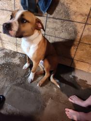 Lost Male Dog last seen 7th street, 10th street, Kansas City, KS 66101
