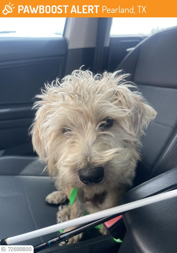Found/Stray Male Dog last seen Near YMCA pearland, Pearland, TX 77581