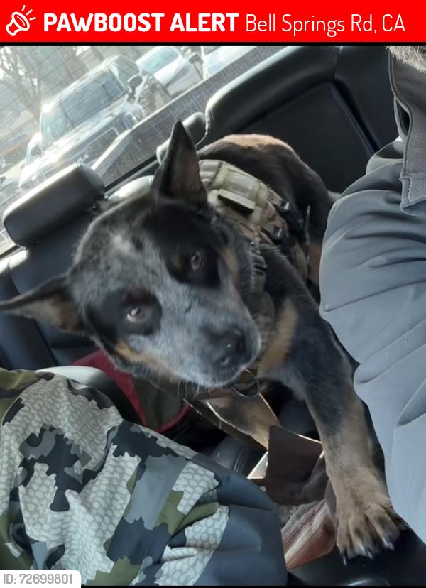 Lost Male Dog last seen Leggett, Laytonville, CA 95454