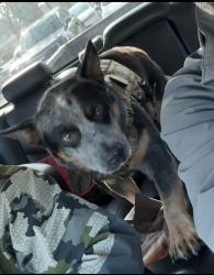 Lost Male Dog last seen Leggett, Laytonville, CA 95454