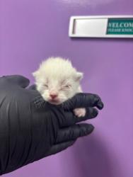 Shelter Stray Female Cat last seen El Paso, TX 79905, Fort Bliss, TX 79906